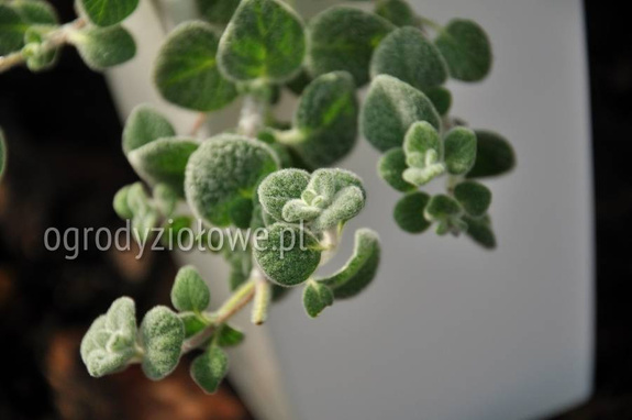 Oregano kreteńskie „Dictamnus”