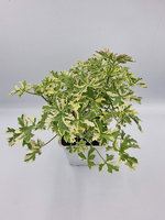 Pelargonia zapachowa „Lady Plymouth"