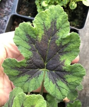 Pelargonia zapachowa „Chocolate Peppermint"