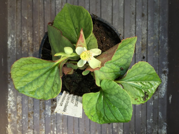 Pstrolistka sercowata