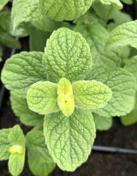 Mięta marokańska „Tiefland”