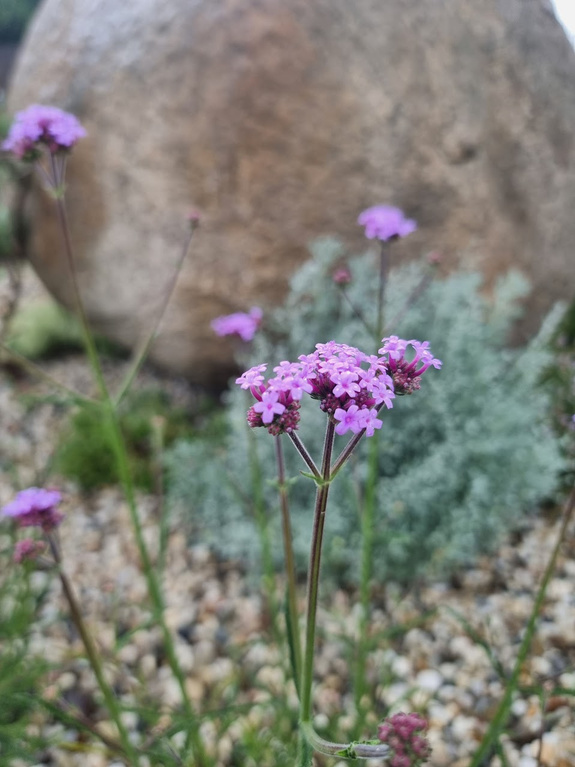 Werbena patagońska karłowa