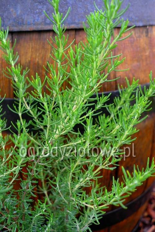 Rozmaryn „Majorca Pink”