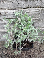 Bylica indiańska „Frigida"