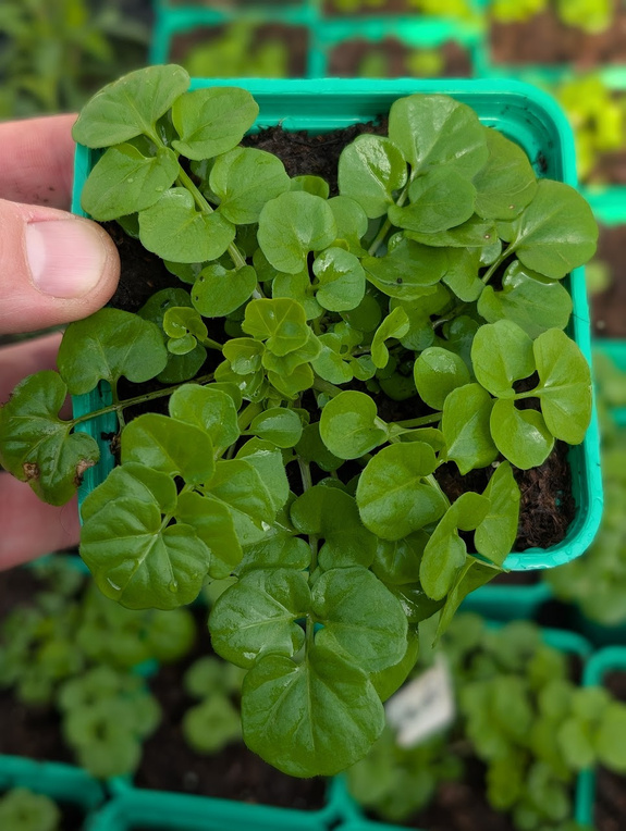 Rukiew wodna karłowa