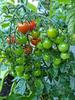 Pomidor koktajlowy „Tomato Sweet Million"