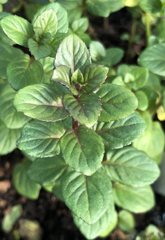 Mięta pieprzowa „Priluskaja”