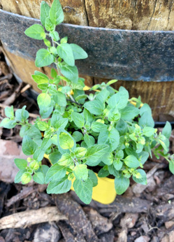 Oregano „Gold Splash”
