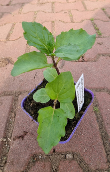 Mięta grecka pieprzowa „Zakynthos"