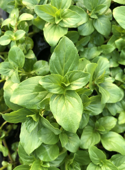 Mięta wodna cytrusowa „Przeradowo''