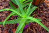 Aloes