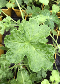 Pelargonia zapachowa  'Attar of Roses'