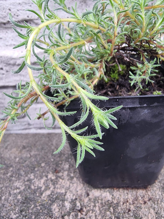 Tymianek grecki jałowcowy