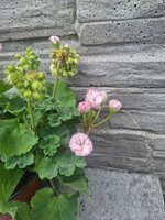 Pelargonia „Rosebud Kvarnlycans Anna-Jeanette"