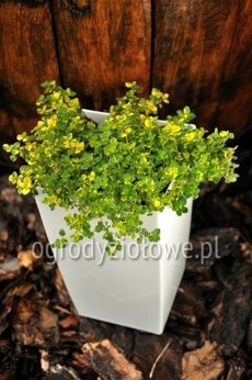 Tymianek cytrynowy dwubarwny