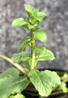 Mięta libańska długolistna