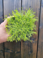 Karmnik ościsty „Aurea"