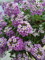 Smagliczka zwisająca fioletowa