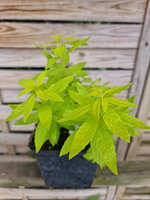 Werbena cytrynowa „Gold Wind"