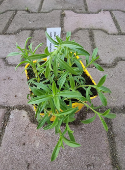 Cząber górski macedoński