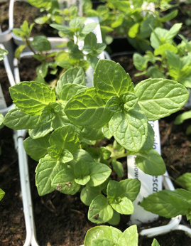 Mięta zielona „Pescara''