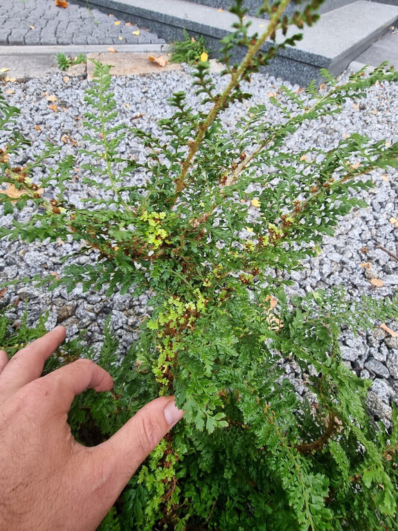 Paprotnik szczecinkozębny 'Rotundato Cristatum'