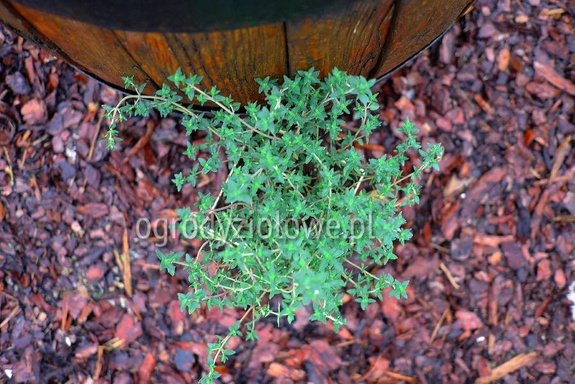 Tymianek szwajcarski