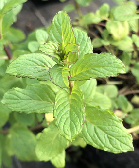 Mięta angielska „Dungeness”