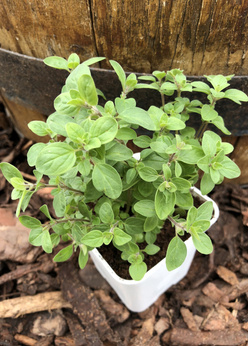 Majeranek „Winterfest”