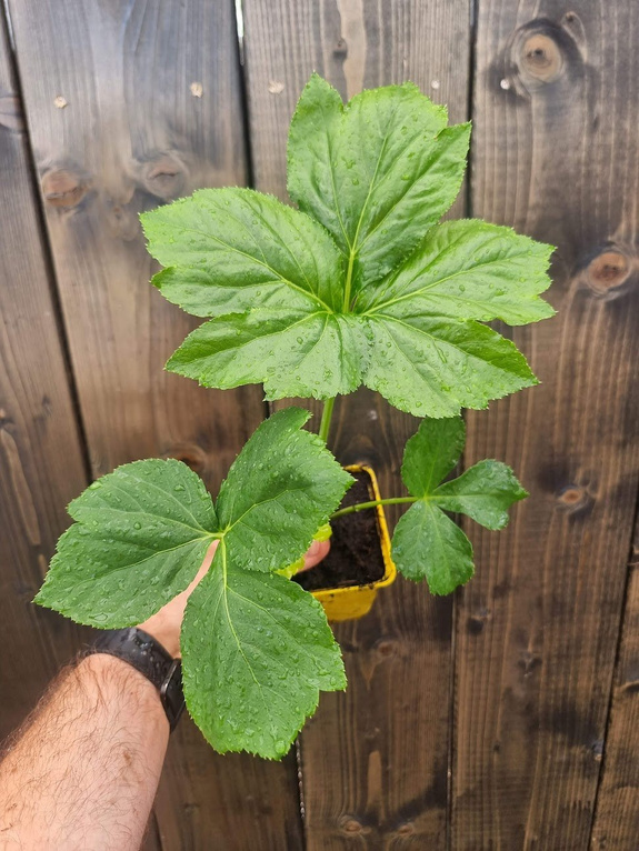 Arcydzięgiel japoński Ashitaba