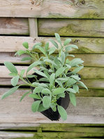 Szałwia płożąca miodowa  „Sierra Nevada”