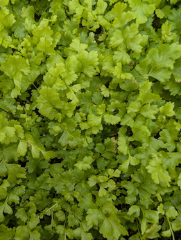 Paprotnik kolczysty „Scuta”