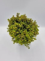 Macierzanka złota cytrusowa „E. B. Anderson”