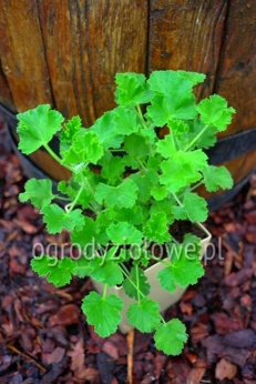 Pelargonia zapachowa „Cola Bottles"