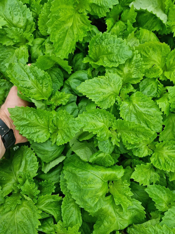 Shiso zielone