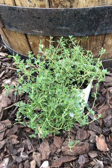 Macierzanka cytrynowa