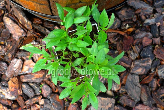 Bazylia tajska „Siam Queen”