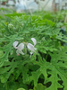 Pelargonia zapachowa „White Graveolens”