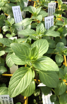 Mięta wodna „Narew''