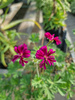 Pelargonia sukulentowa „Brigitte Stisser”