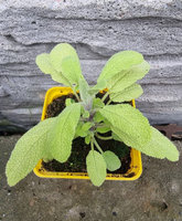 Szałwia złota Dewódzki