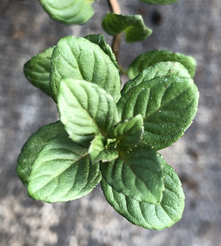 Mięta belgijska pieprzowa