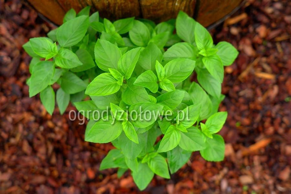 Bazylia krymska wieloletnia