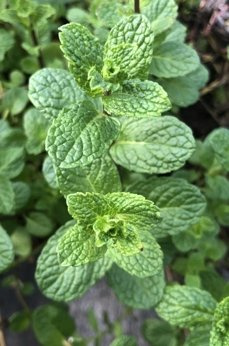 Mięta kędzierzawa kanaryjska