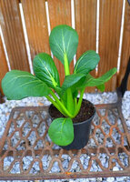 Kapusta chińska 'Tatsoi'