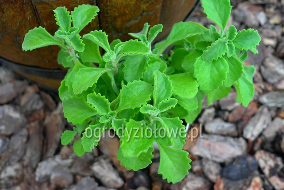 Plektrantus kamforowy