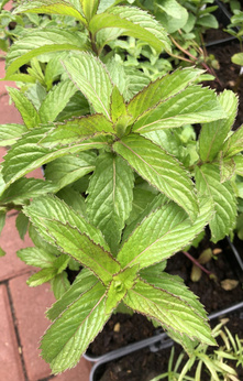 Mięta pieprzowa „Persephone”