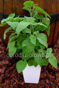 Rodzynek brazylijski