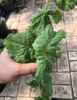 Mięta wrocławska wonna kędzierzawa