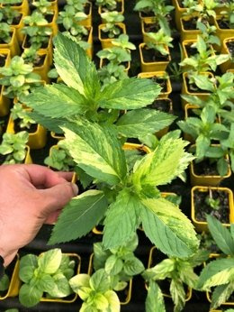 Mięta pieprzowa dwubarwna Dewódzki